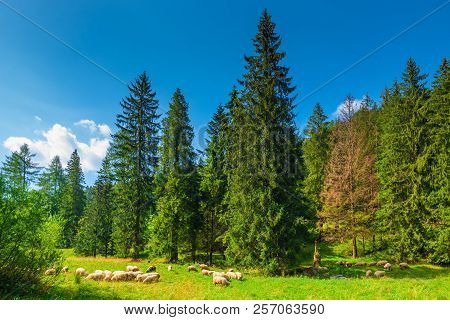 Landscape Zakopane - Flock Of Sheep On A Green Meadow On The Slope Of The Mountains