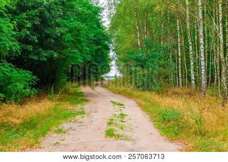 Road In The Countryside In A Summer Forest