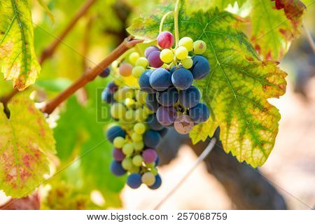 French Red And Rose Wine Grapes Plant, Growing On Ochre Mineral Soil, New Harvest Of Wine Grape In F