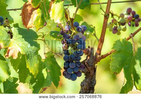 French Red  Aoc Wine Grapes Plant, New Harvest Of Wine Grape In France, Vaucluse, Gigondas Domain Or