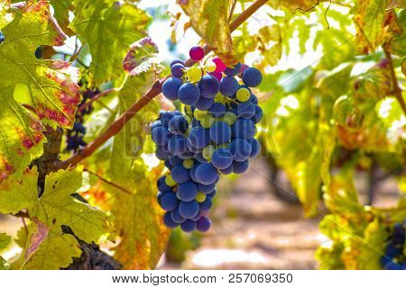 French Red And Rose Wine Grapes Plant, Growing On Ochre Mineral Soil, New Harvest Of Wine Grape In F