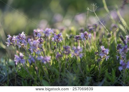 Wild Thyme In Flower On A Filed, Purple Flowers Of Thyme.