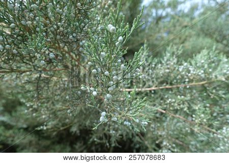 Blue Berries On Branch Of Pfitzer Juniper