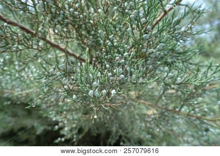 Cones On Branch Of Pfitzer Juniper Bush