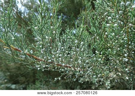 Light Blue Berries On Branch Of Pfitzer Juniper