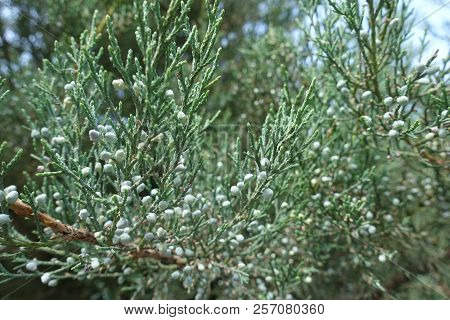 Lots Of Blue Berries On Branch Of Pfitzer Juniper