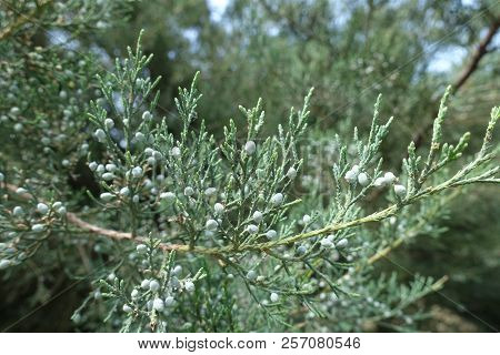 Macro Of Branch Of Pfitzer Juniper With Berries