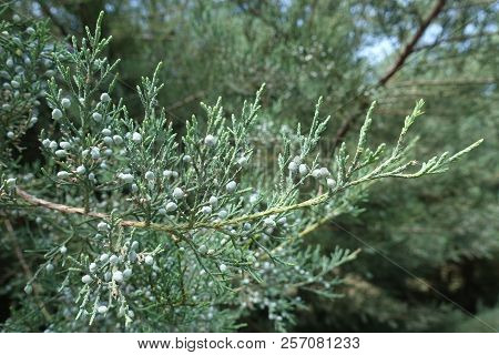 Pale Blue Berries On Branch Of Pfitzer Juniper
