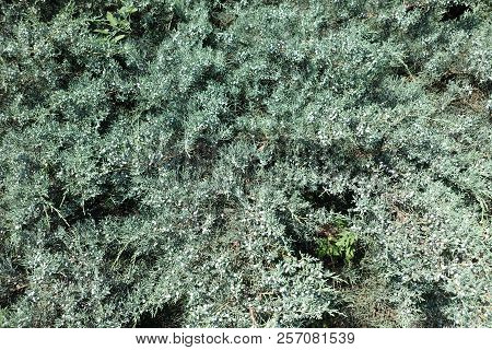 Pfitzer Juniper With Lots Of Blue Berries