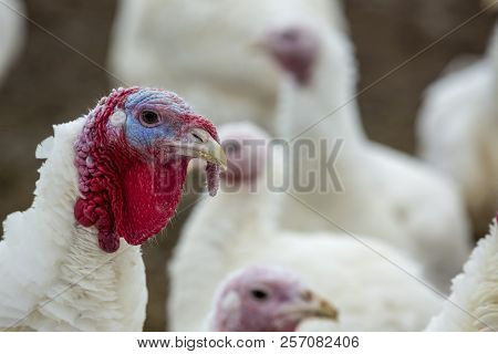 Portrait Of A Turkey-poult In The Courtyard.