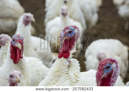 Portrait Of A Turkey-poult In The Courtyard.