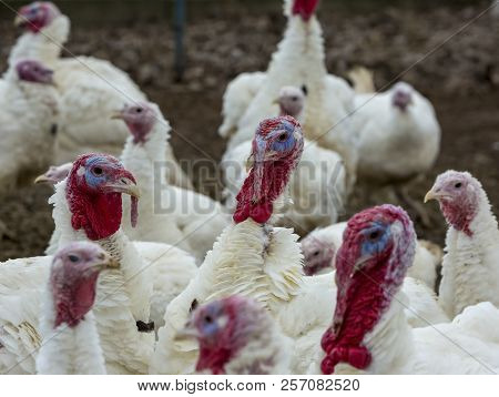 Portrait Of A Turkey-poult In The Courtyard.