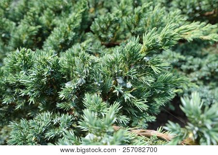 Glaucous Foliage Of Juniperus Squamata In June