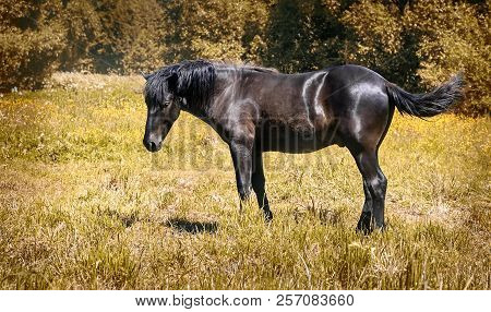 Horses Grazing In A Meadow On The Edge Of The Forest.