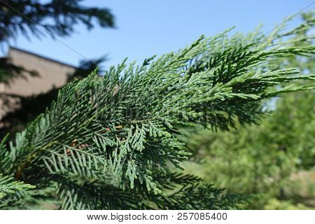 Branch Of Port Orford Cedar Against Blue Sky
