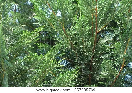 Branches Of Port Orford Cedar In Early June