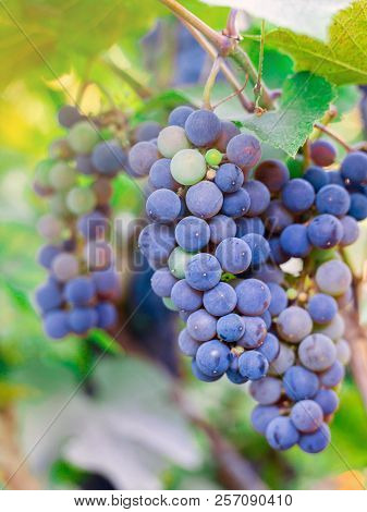Close-up Of Bunches Of Ripe Red Wine Grapes On Vine, Harvest