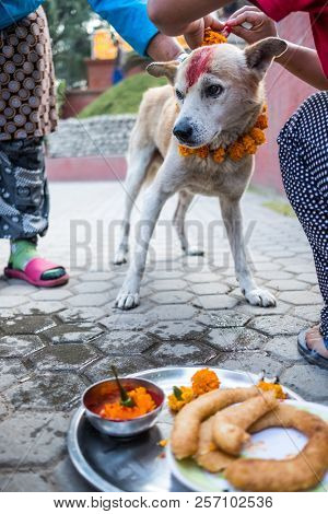 Kathmandu, Nepal - 15 March 2016: Womans hands adorn dog with flower garlands and red powder for the Tihar festival in Nepal