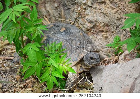 Testudo Graeca Tortoise - Greek Turtle In The Park