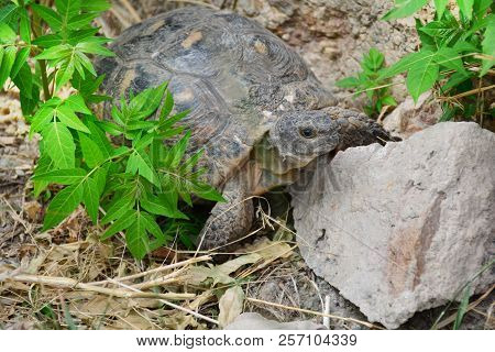 Testudo Graeca Tortoise - Greek Turtle In The Park