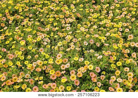 Petunia, Petunia, Cascadias Indian Summer, Bavaria, Germany, Europe