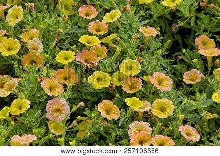 Petunia, Petunia, Cascadias Indian Summer, Bavaria, Germany, Europe