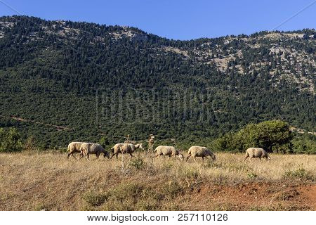 A Herd Of Sheep Grazing On A Mountain Meadow On A Sunny Summer Evening (greece, Peloponessus).