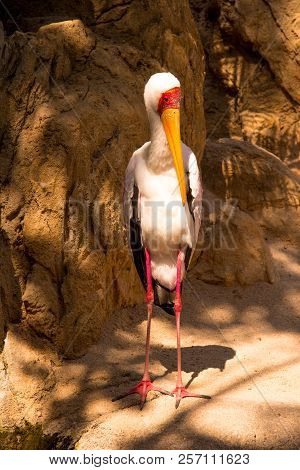 Portrait Of A Marabu Standing Ouside The Water