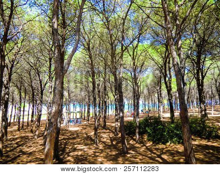 Pines At The Beach Of Porto Ainu, Near Budoni, Gallura, East Sardinia, Sardinia, Italy, Europe