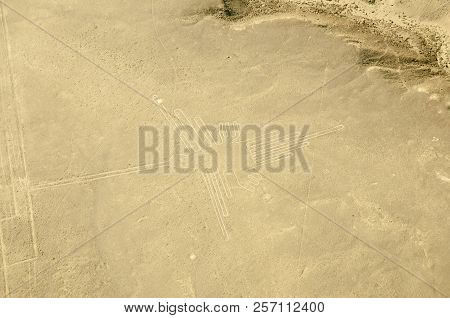 The Hummingbird - Nasca Lines - Peru