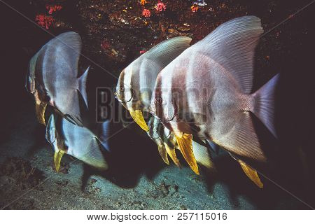 Underwater Image Of Pinnate Spad Fish Sitting Under A Coral Reef In The Indian Ocean