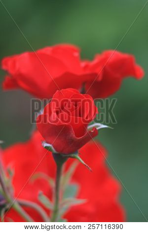 Flowers Roses Flowering In Roses Garden. Beatiful Red Roses In Garden.