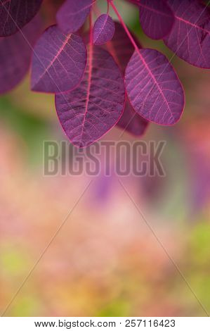 Natural Background With Violet Plant Leaves, Close-up