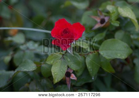 Flowers Roses Flowering In Roses Garden. Beatiful Red Roses In Garden.