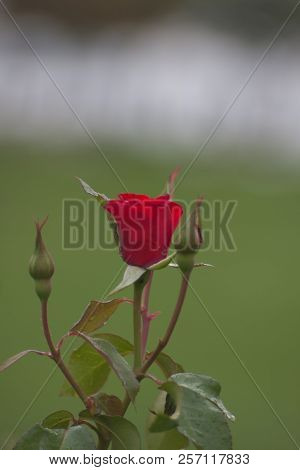 Flowers Roses Flowering In Roses Garden. Beatiful Red Roses In Garden.