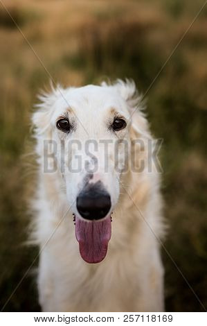 Portrait Of Happy Russian Borzoi Dog In The Field. Close-up Image Of Beautiful Dog Breed Russian Wol