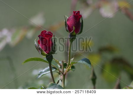 Flowers Roses Flowering In Roses Garden. Beatiful Red Roses In Garden.