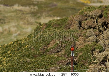 Long-tailed Meadowlark (Sturnella loyca falklandica) on the coast of Carcass Island in the Falkland 