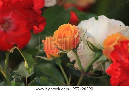 Flowers Roses Flowering In Roses Garden. Beatiful Red Roses In Garden.