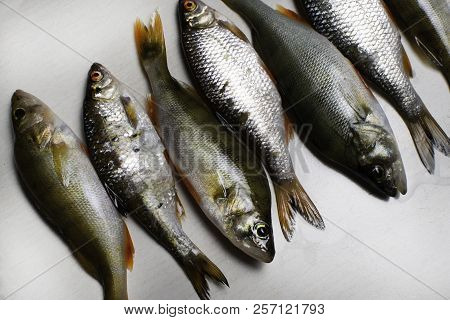 Fish River Roach And Red Sea Bream Isolated On White Background Scardinius Erythrophthalmus