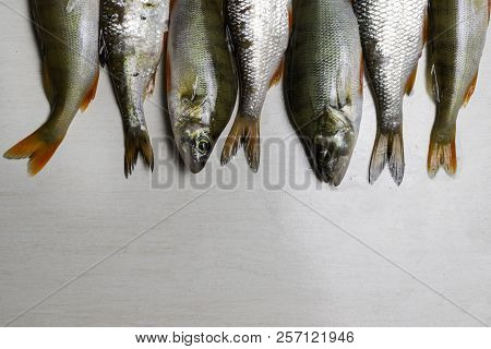 Fish River Roach And Red Sea Bream Isolated On White Background Scardinius Erythrophthalmus