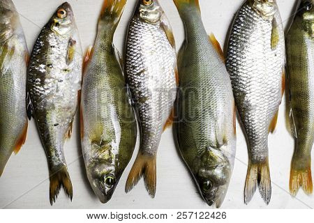 Fish River Roach And Red Sea Bream Isolated On White Background Scardinius Erythrophthalmus