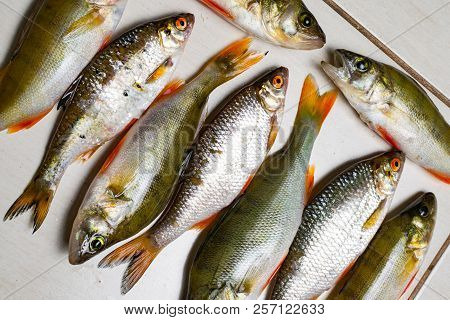 Fish River Roach And Red Sea Bream Isolated On White Background Scardinius Erythrophthalmus