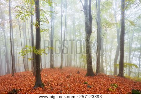 Forest Trail In The Mountains On A Misty Autumn Day.