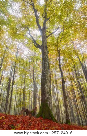Forest Trail In The Mountains On A Misty Autumn Day.