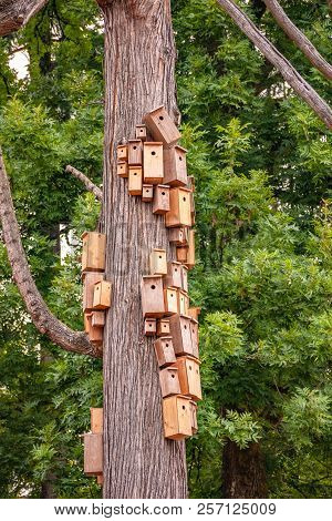 Nesting Boxed Crowded On Cedar Tree Body. City Of Birdhouses On Tree Stem