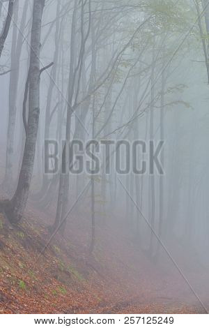 Forest Trail In The Mountains On A Misty Autumn Day.
