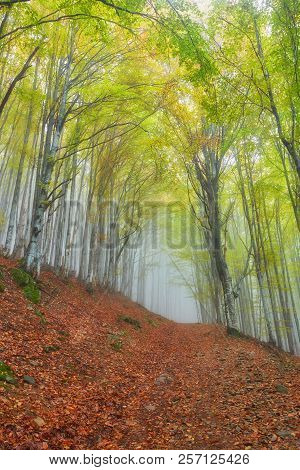 Forest Trail In The Mountains On A Misty Autumn Day.