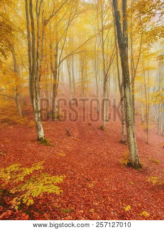 Forest Trail In The Mountains On A Misty Autumn Day.