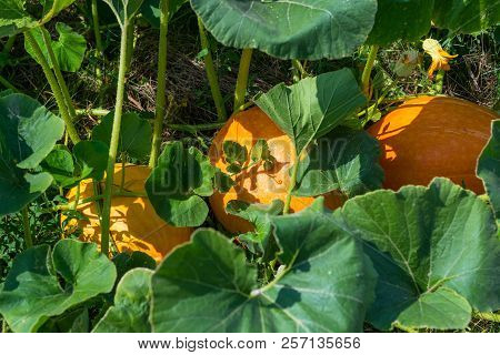 Ripening Pumpkin,cucurbit On A Hot August Day In The Countryside In The Garden.